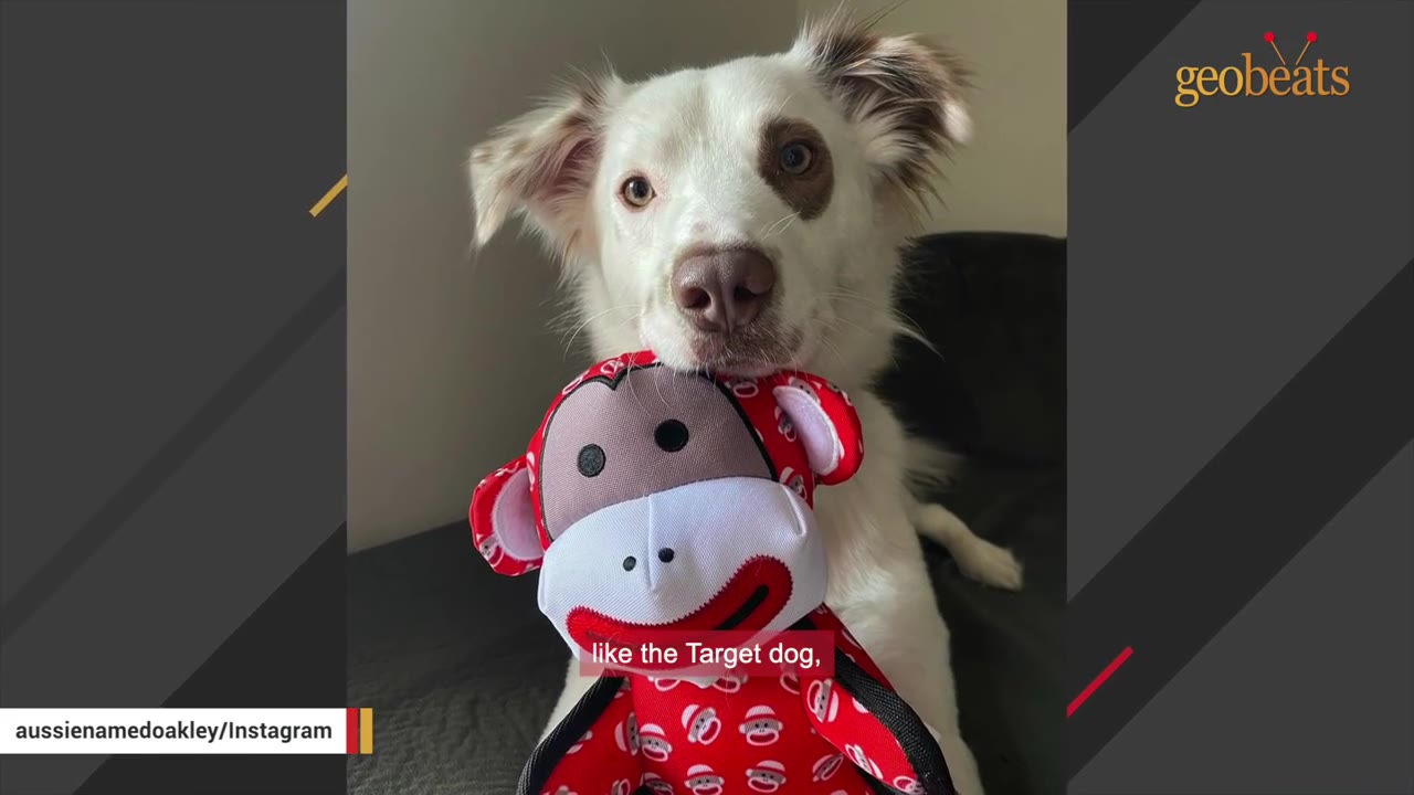 A white dog with a distinctive brown patch around its left eye holds a red sock monkey toy in its mouth.