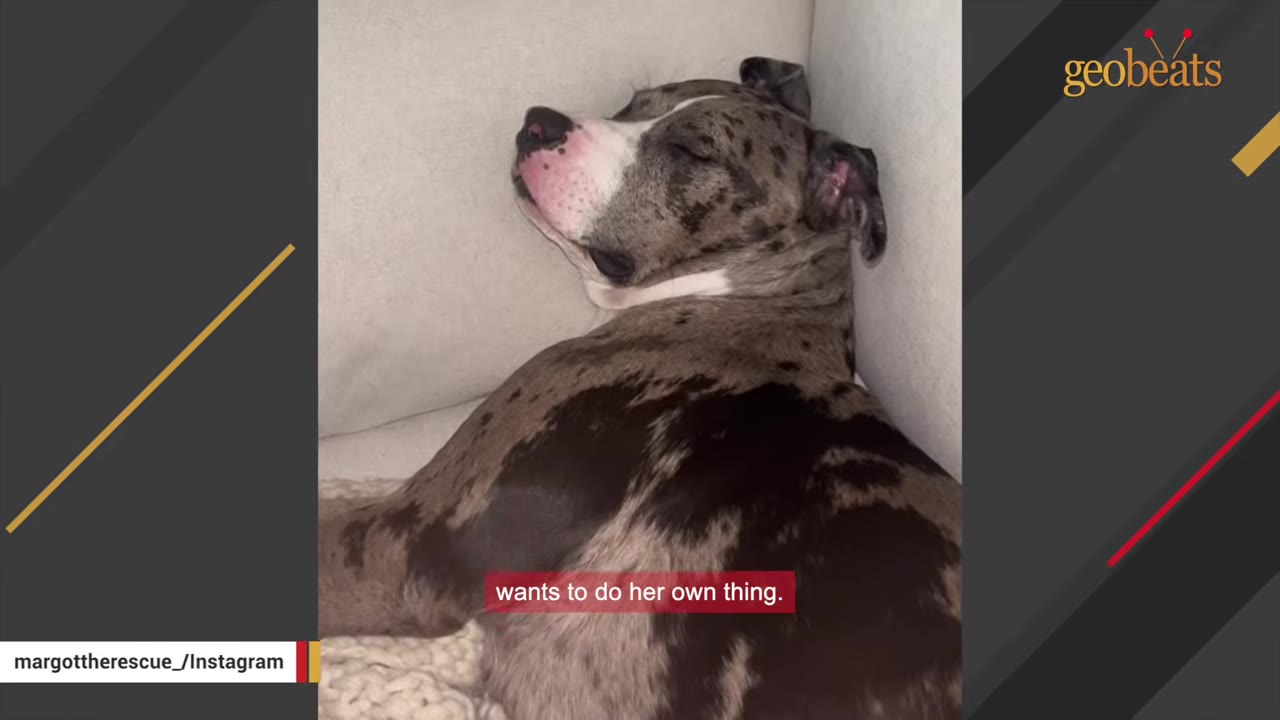 A speckled grey and black dog sleeping peacefully with its eyes closed, nestled in the corner of a white couch.