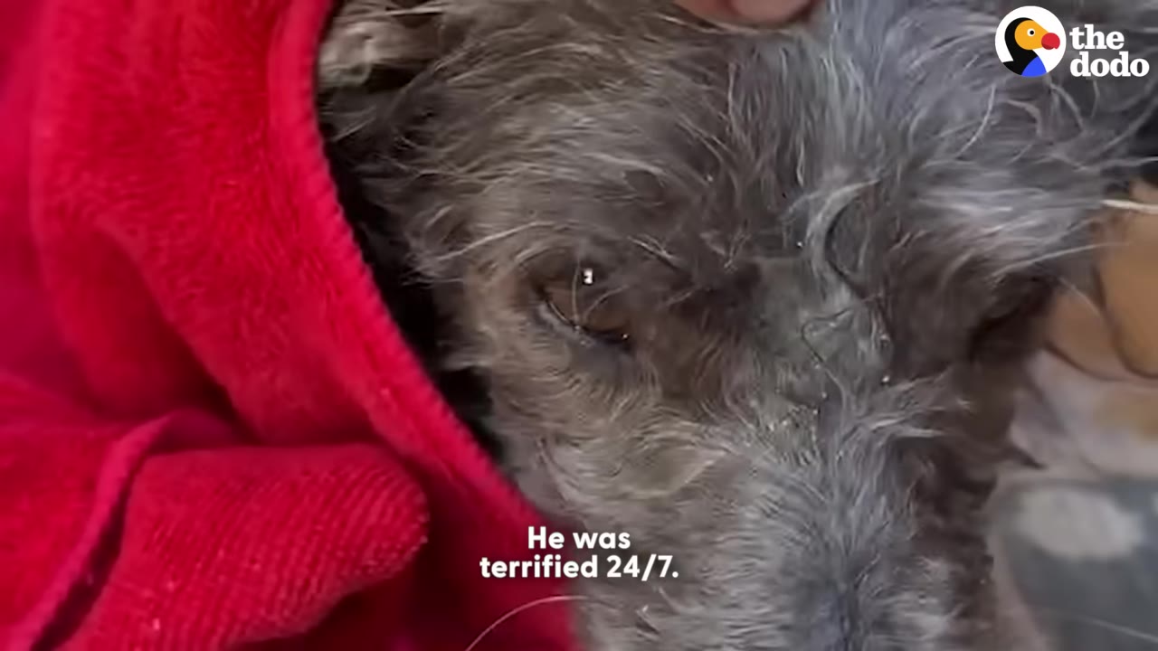 A close-up of a small, grey, scruffy dog wrapped in a red blanket, looking anxious and fearful.