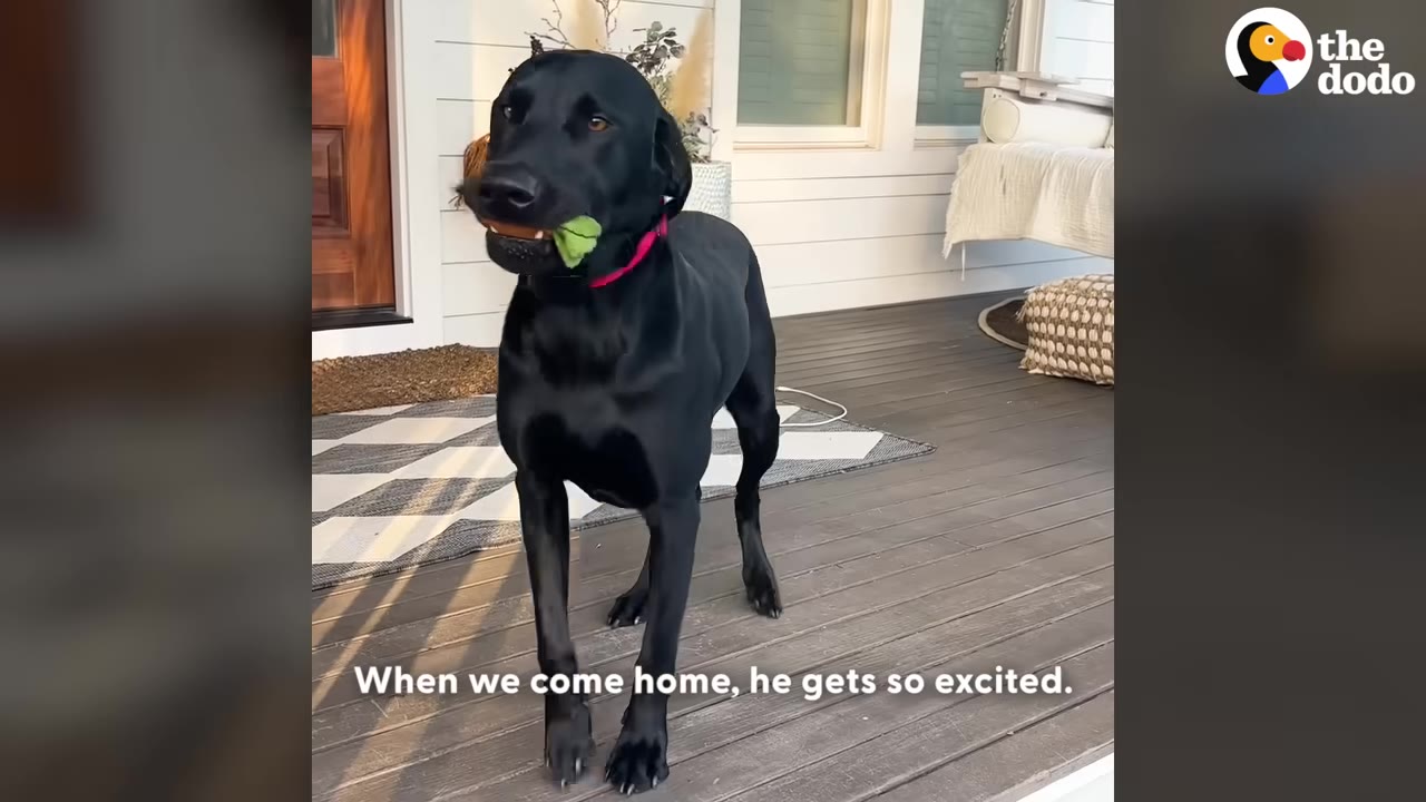 A black dog stands on a wooden porch holding a plush toy in its mouth, with on-screen text that reads 'When we come home, he gets so excited.'