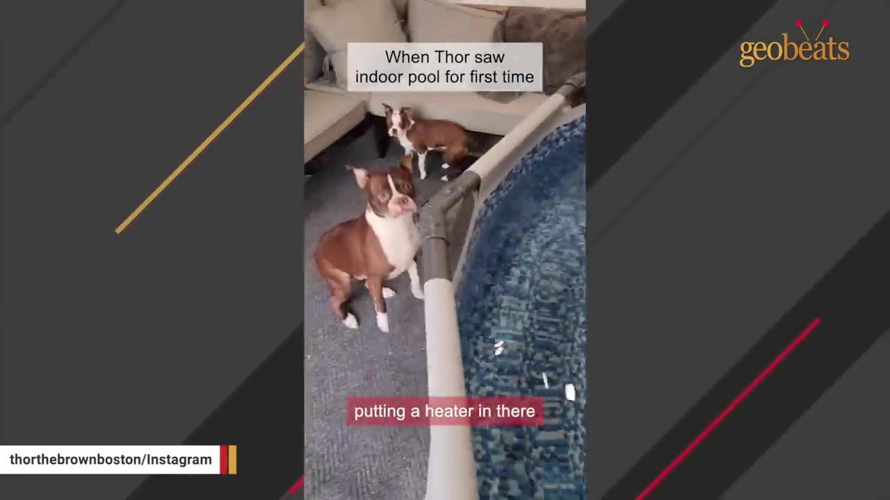 Two Boston Terriers stand next to an indoor swimming pool set up inside a living room.
