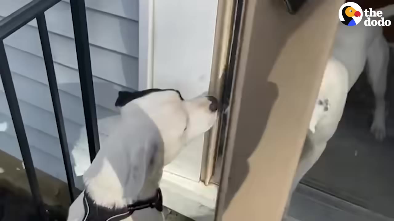 A white dog with a black patch on its head looks through a glass door at another white dog standing inside.