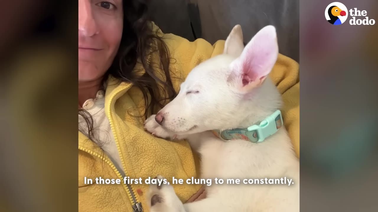 A small white puppy with a light blue collar sleeps peacefully while nestled against a person wearing a yellow fleece jacket.