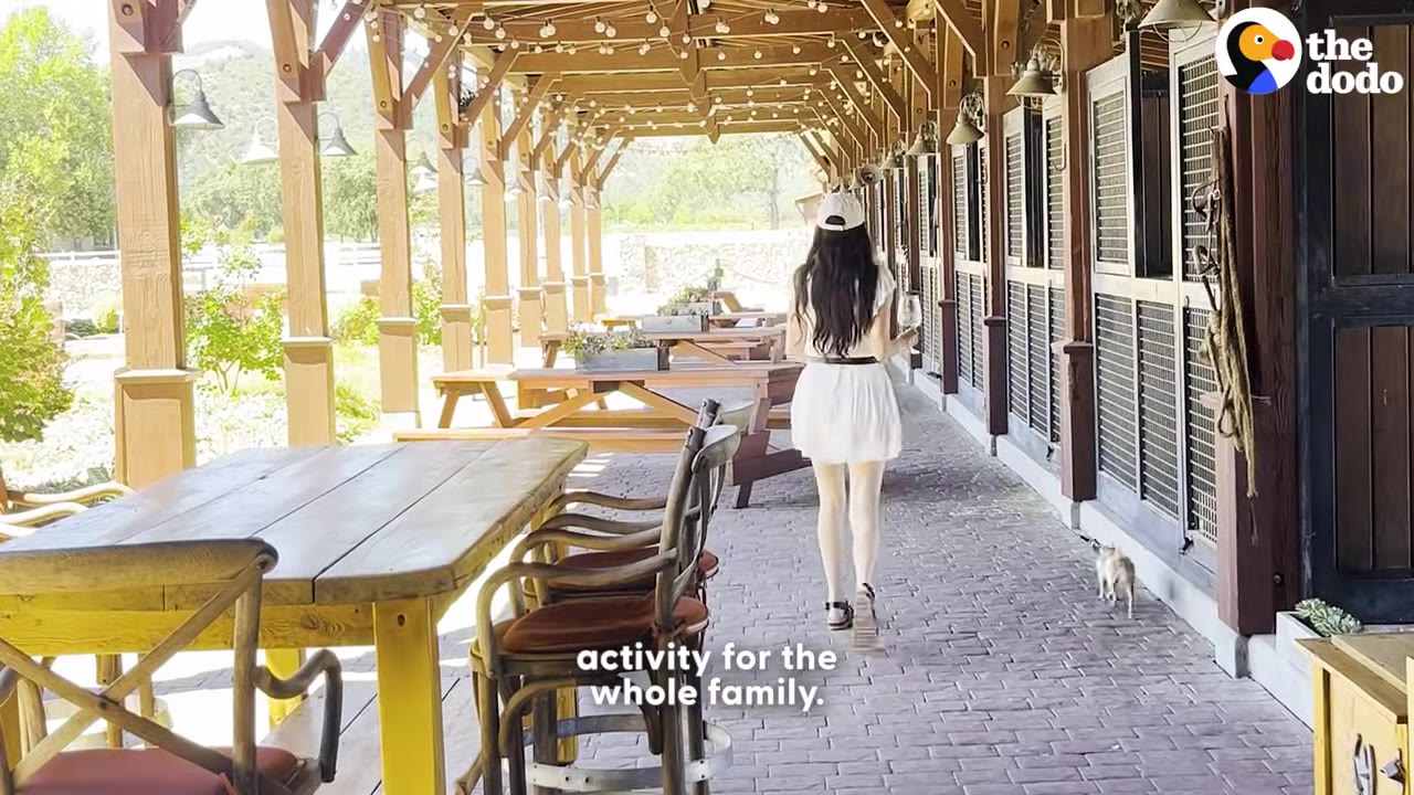 A woman in a white dress and cap walks down a brick-paved outdoor corridor lined with wooden tables and chairs, with a tiny chihuahua walking beside her.