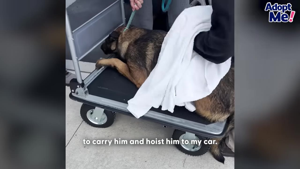 A German Shepherd dog lies flat on a black rolling cart, covered partially by a white towel, as people assist in moving him.