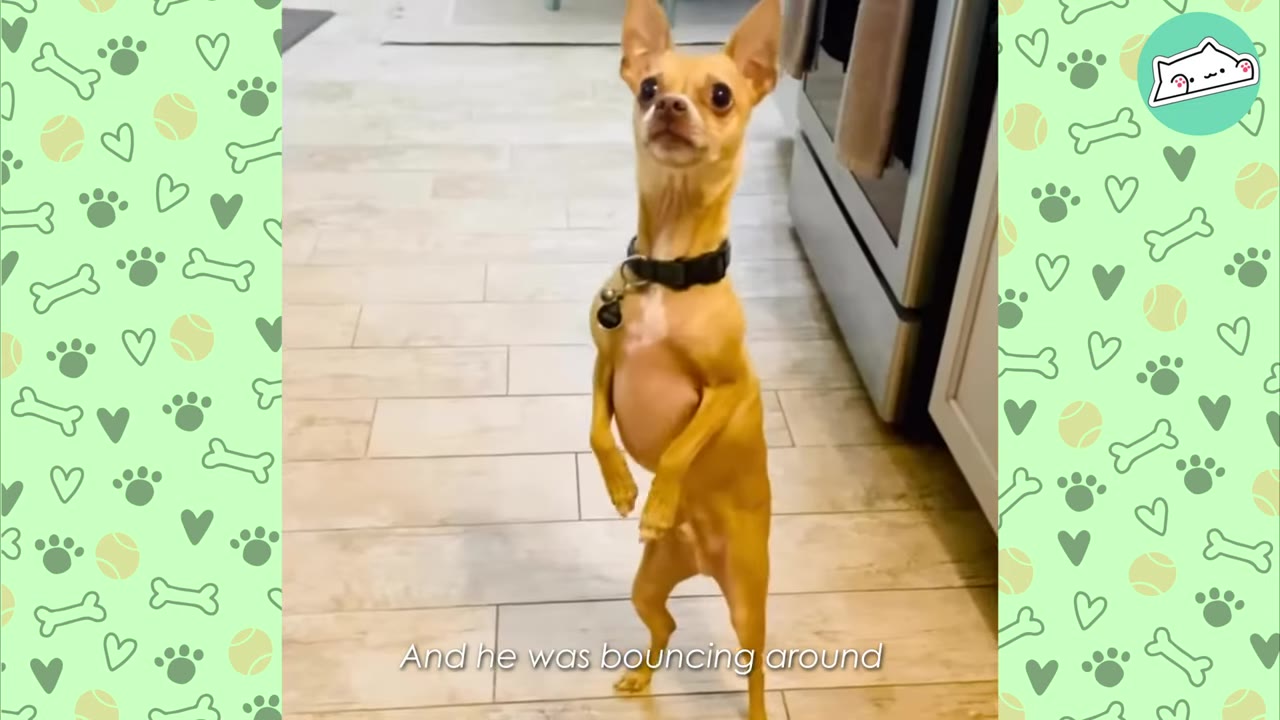 A small, tan Chihuahua-mix puppy standing upright on its hind legs on a tiled floor, looking directly at the camera with an alert expression.
