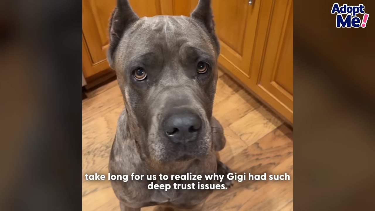 A close-up portrait of a grey Cane Corso dog looking directly at the camera with an expressive, sad gaze while sitting on a wooden floor.