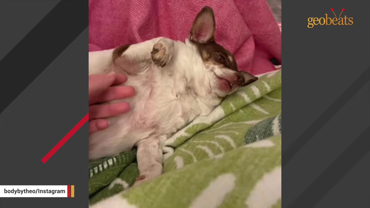 A small brown and white Chihuahua lies on its back on a green patterned blanket and pink blanket, while a hand gently pets its chest.