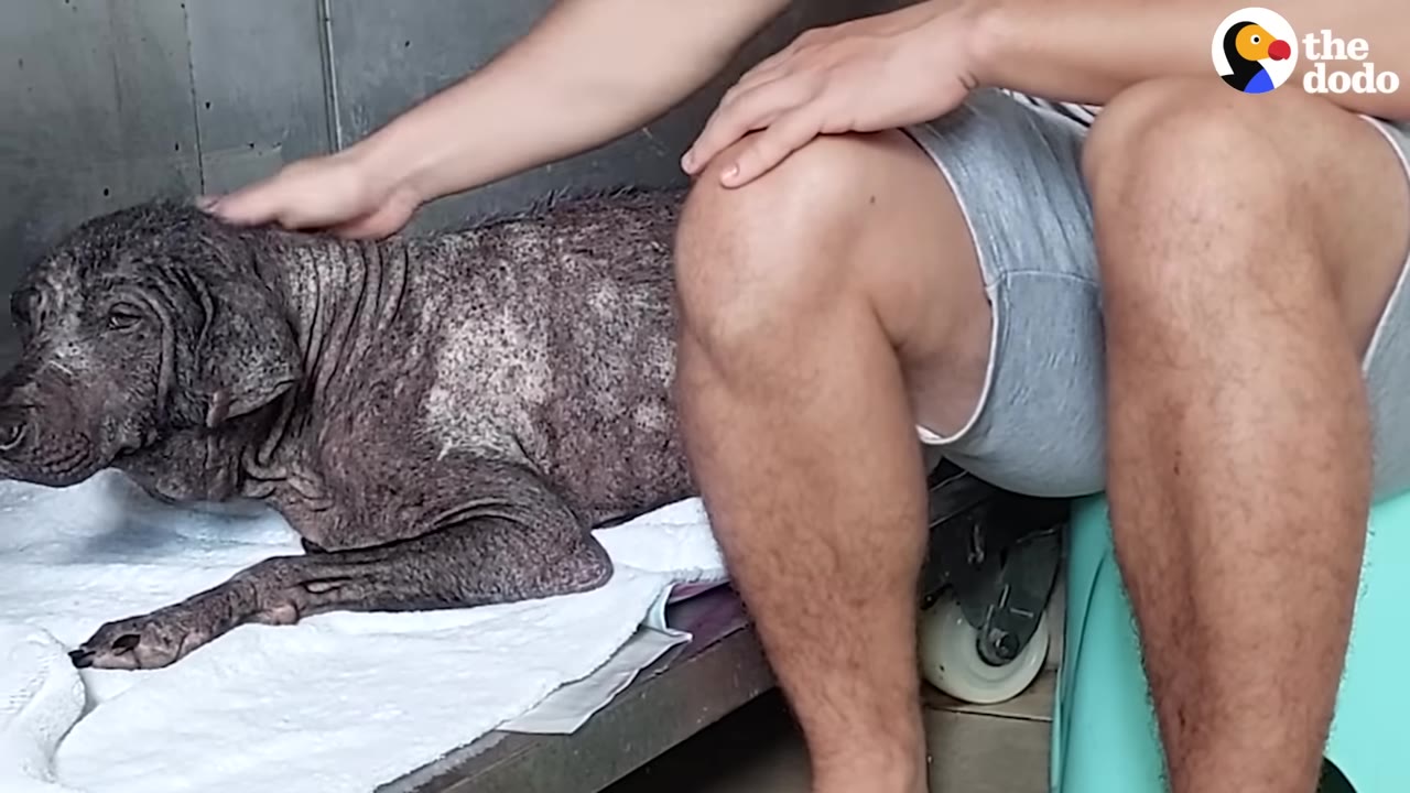 A hairless, wrinkled dog lies on a white towel while a person gently pets its head.