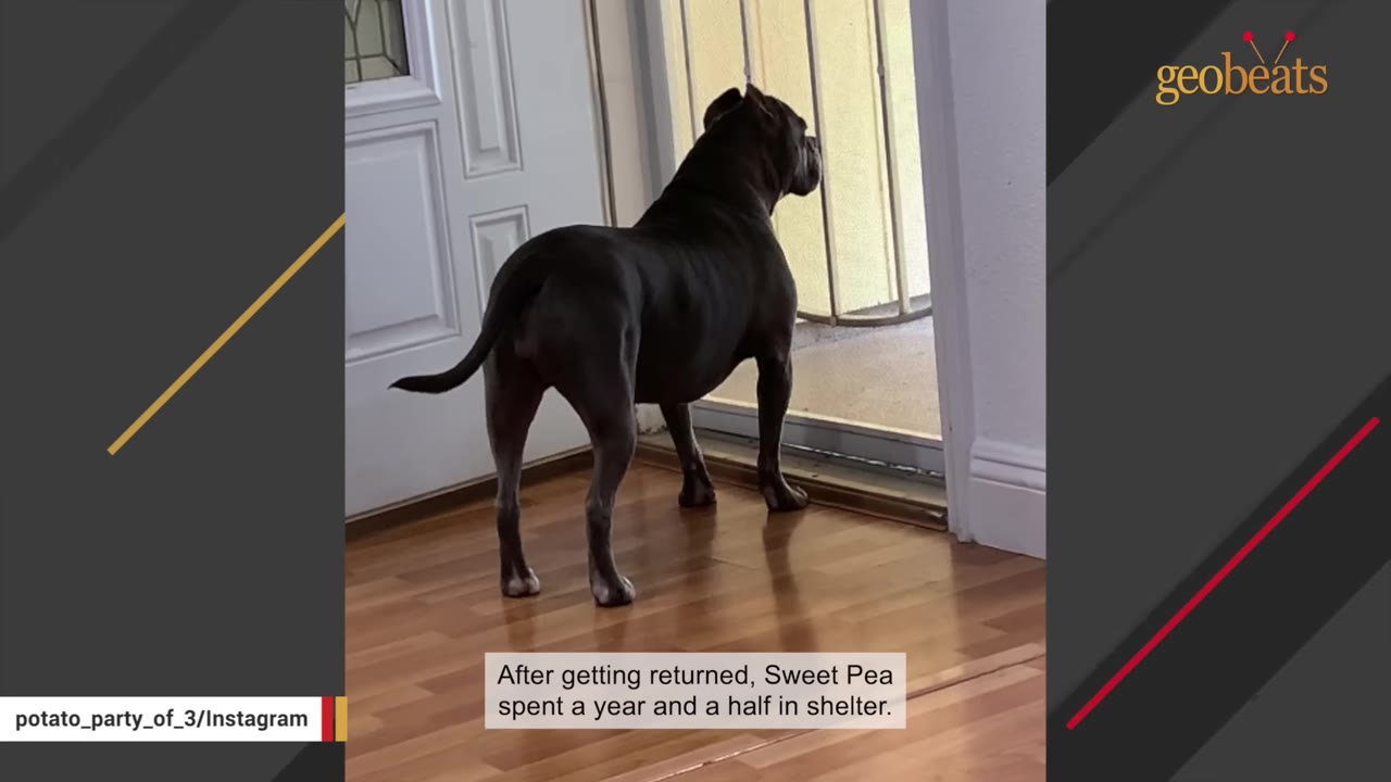 A dark-colored pit bull-type dog stands on a wooden floor, looking out of a glass door.