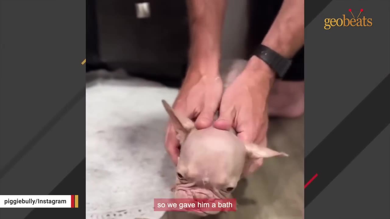 A close-up shot of a hairless French bulldog puppy being held and bathed by a person's hands.