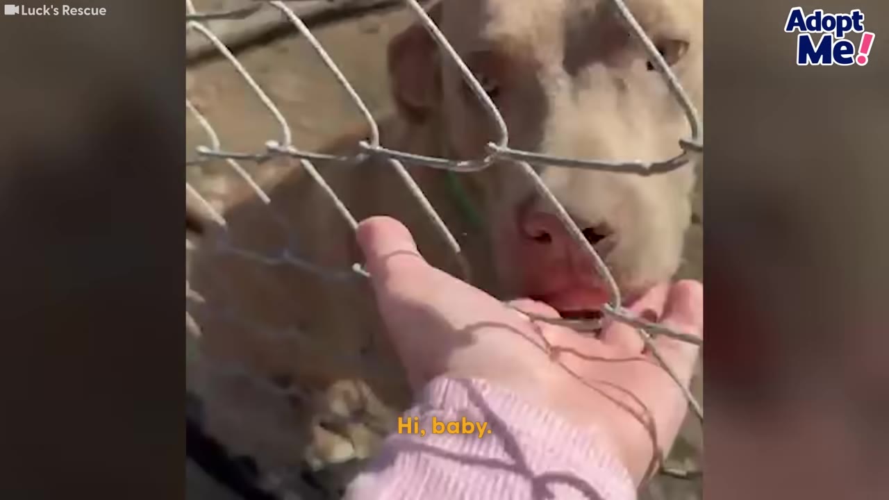 A light brown dog licks a person's hand through a chain-link fence.