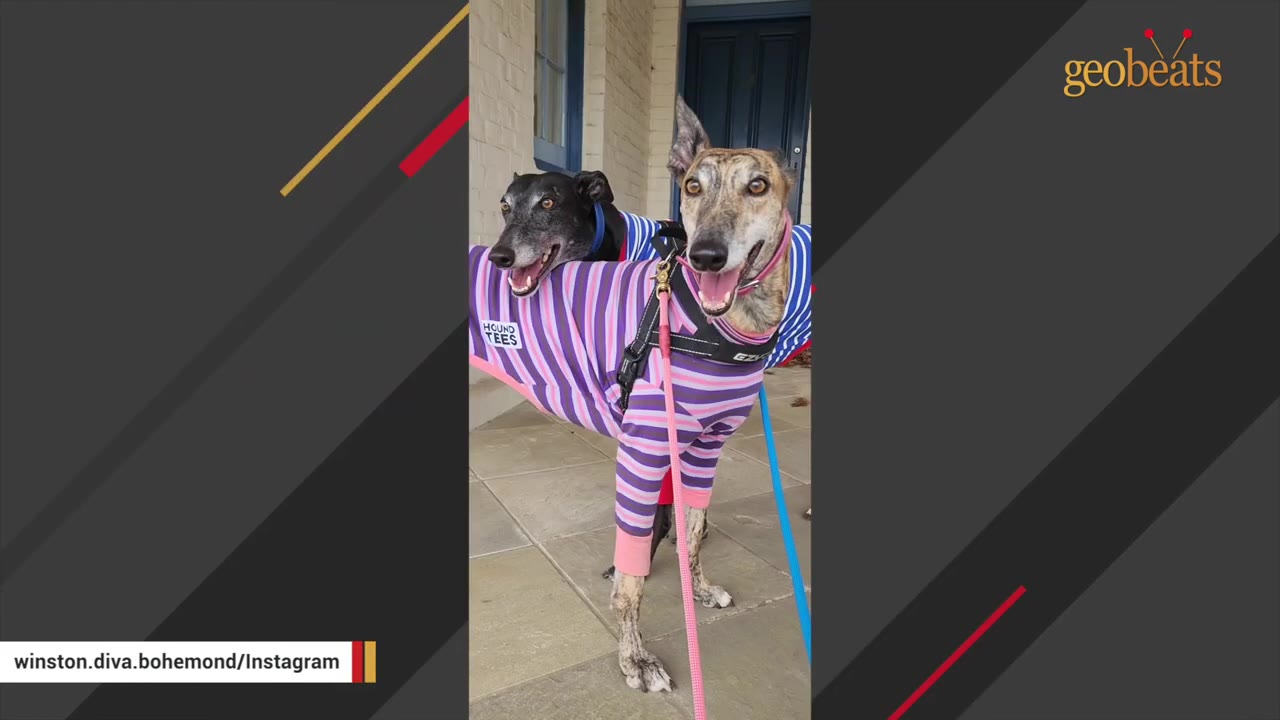 Two greyhounds, one black and one brindle, wearing matching striped sweaters and standing close together on a porch.