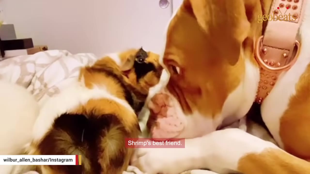 A close-up shot of a brown and white boxer dog looking gently at a tricolor guinea pig on a bed.