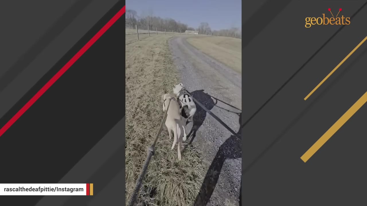 A high-angle view of two dogs being walked on leashes along a gravel path next to a grassy field.