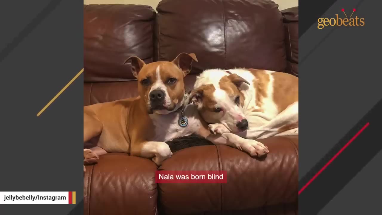 Two dogs, one tan and white and the other brown and white, cuddle together on a brown leather couch.