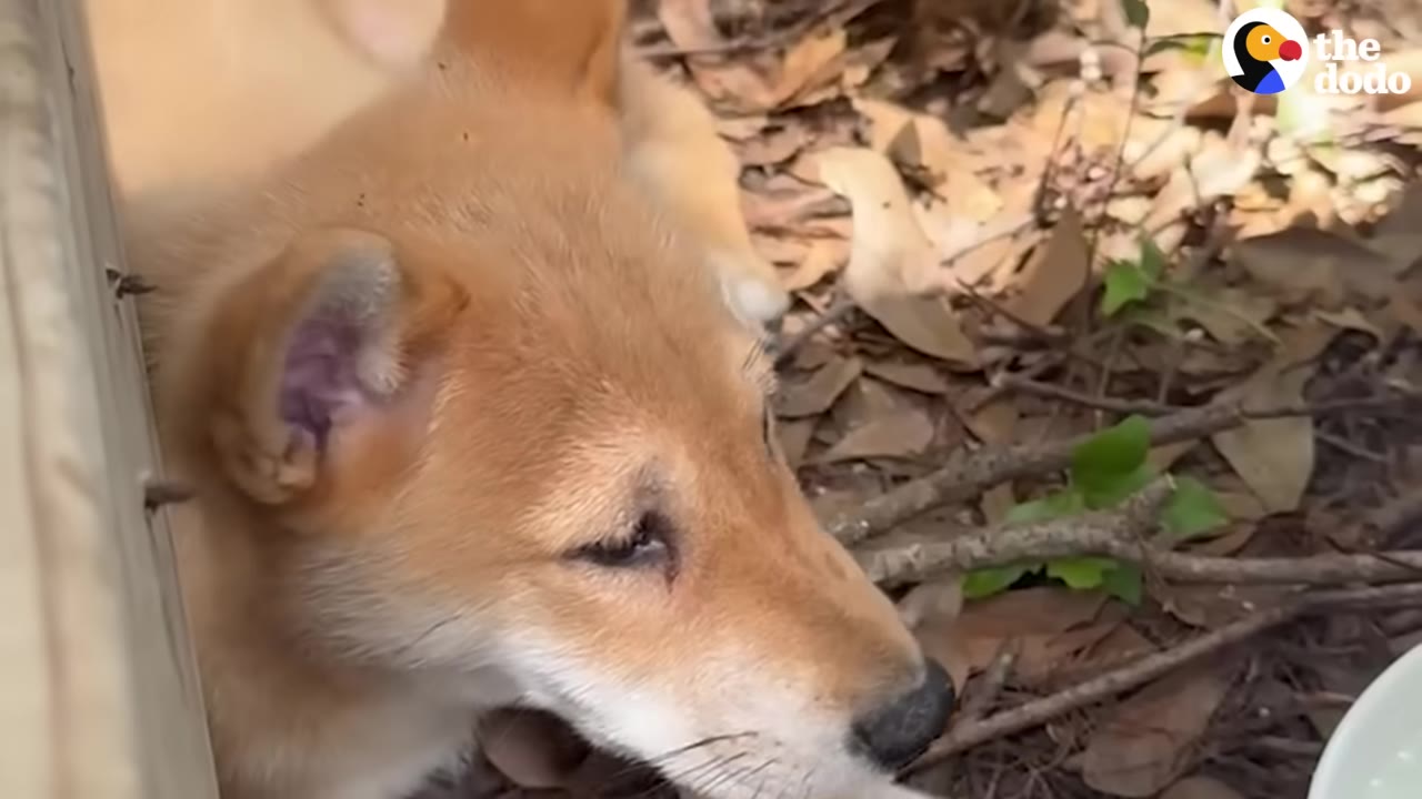 A close-up shot of a tan dingo puppy lying down on the ground covered in dry leaves and twigs.