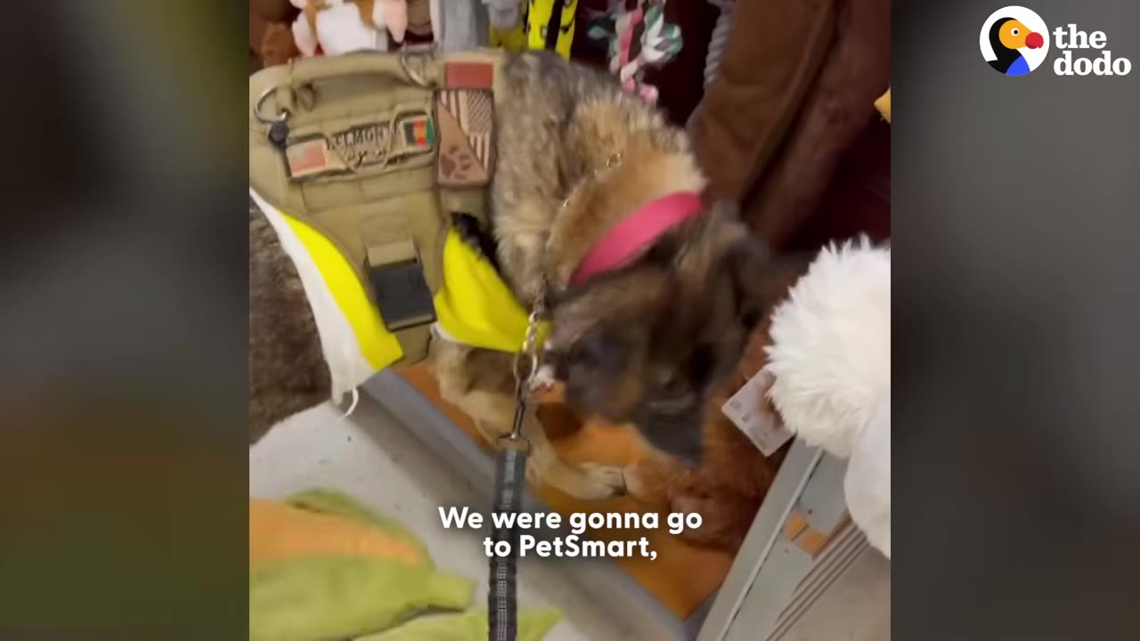 A German Shepherd wearing a yellow and tan harness with a pink collar sniffs a plush toy in a store, with the subtitle 'We were gonna go to PetSmart,' on the screen.