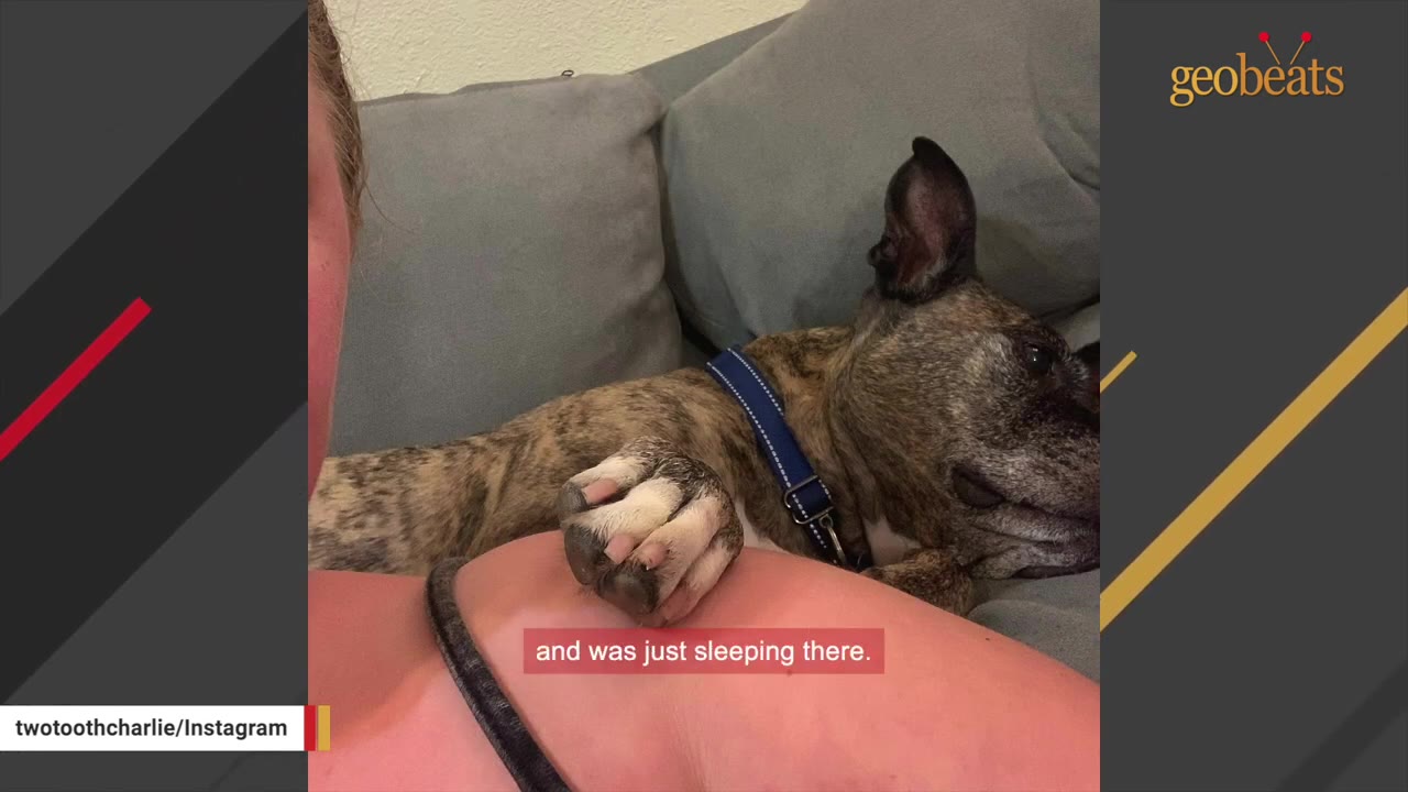 A brindle dog with a blue collar rests its paw on its owner's shoulder while sleeping on a grey couch.