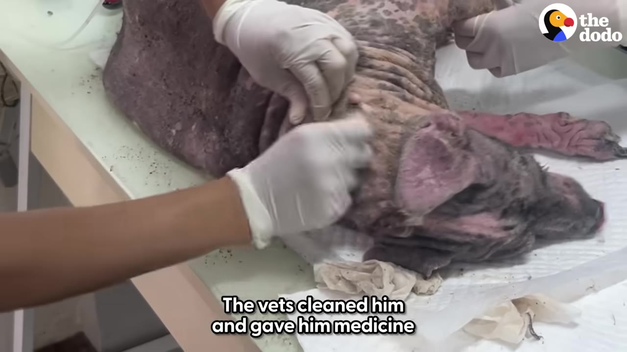 A close-up shot of a dog with severe skin issues lying on an examination table while veterinary staff wearing white gloves clean and treat its skin.