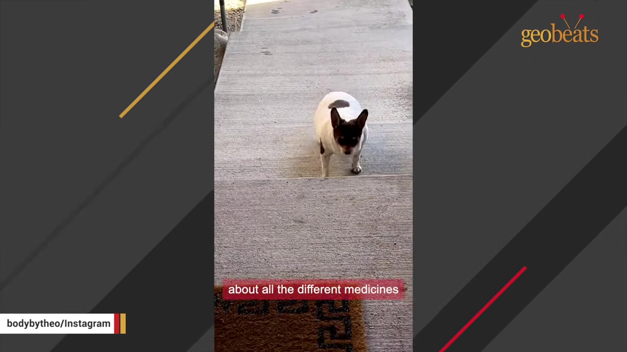 A small brown and white Chihuahua named Theo stands on concrete steps, with a subtitle reading 'about all the different medicines'.