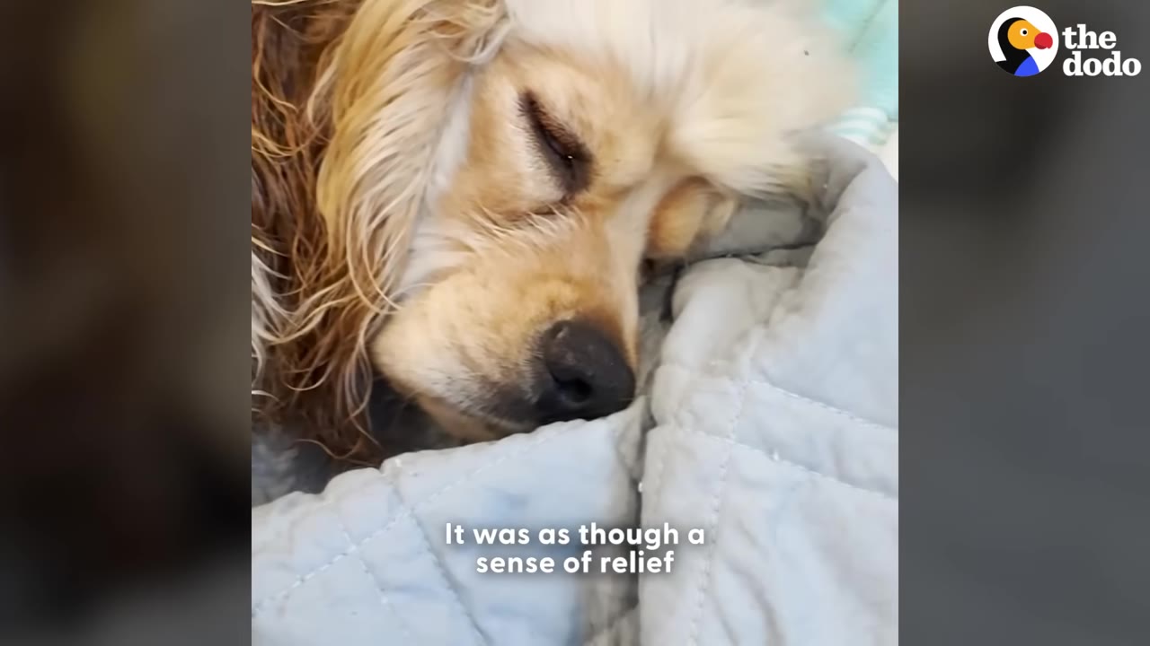 A close-up of a light brown dog sleeping peacefully with its eyes closed on a light blue blanket.