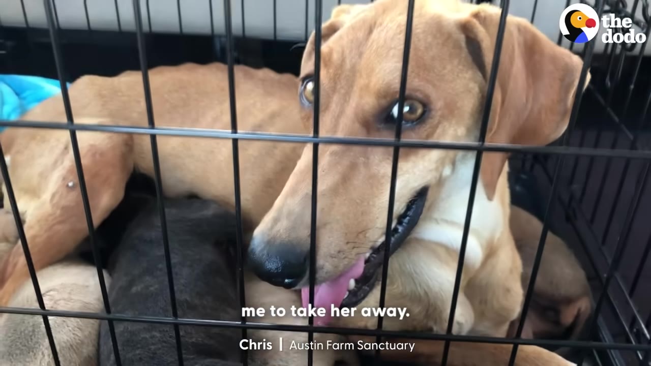 A thin, light brown dog with wide, anxious eyes looks up from inside a wire crate.