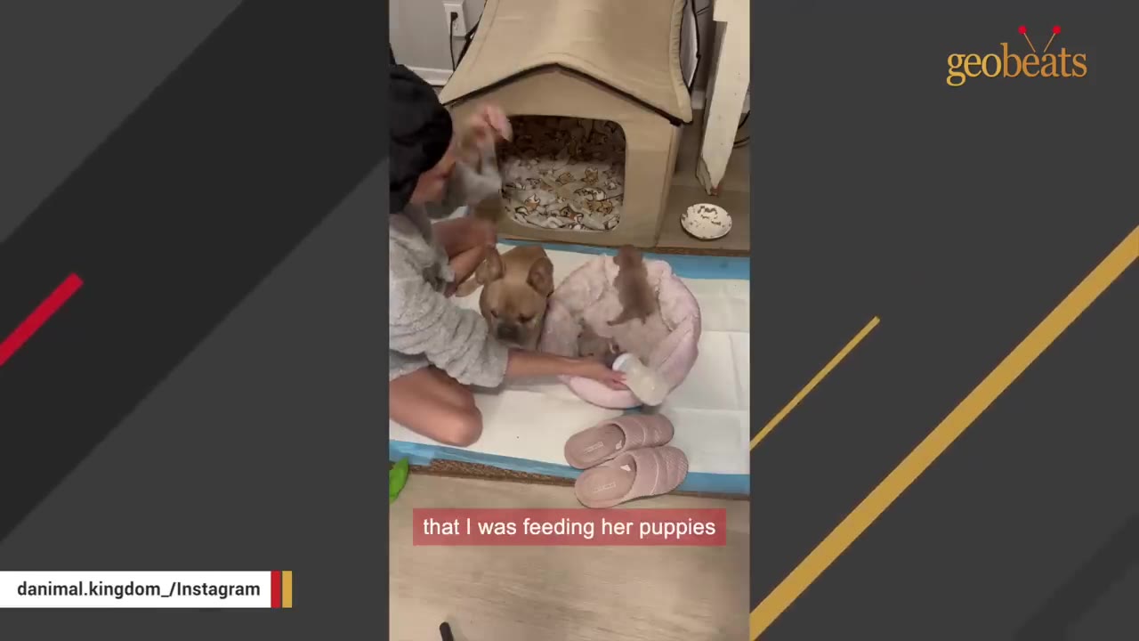 A French bulldog sits on the floor next to a pink pet bed containing her puppies while a person sits beside her.