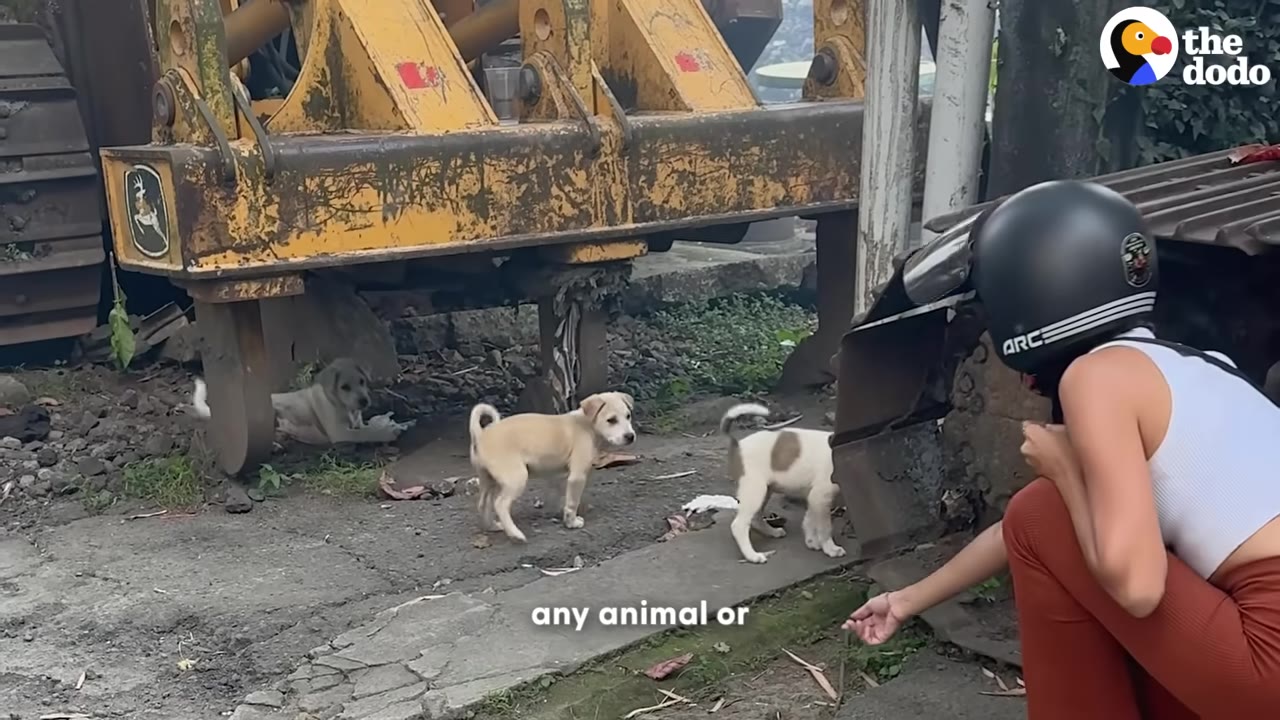 A woman wearing a motorcycle helmet crouches near heavy yellow machinery, looking at three small puppies on the ground.