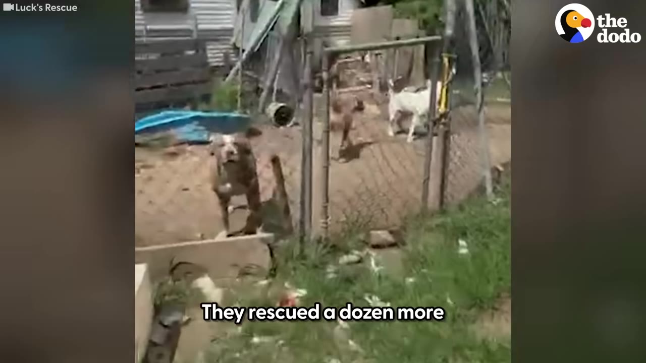 Several dogs stand in a dirt yard enclosed by a chain-link fence in front of a dilapidated trailer.