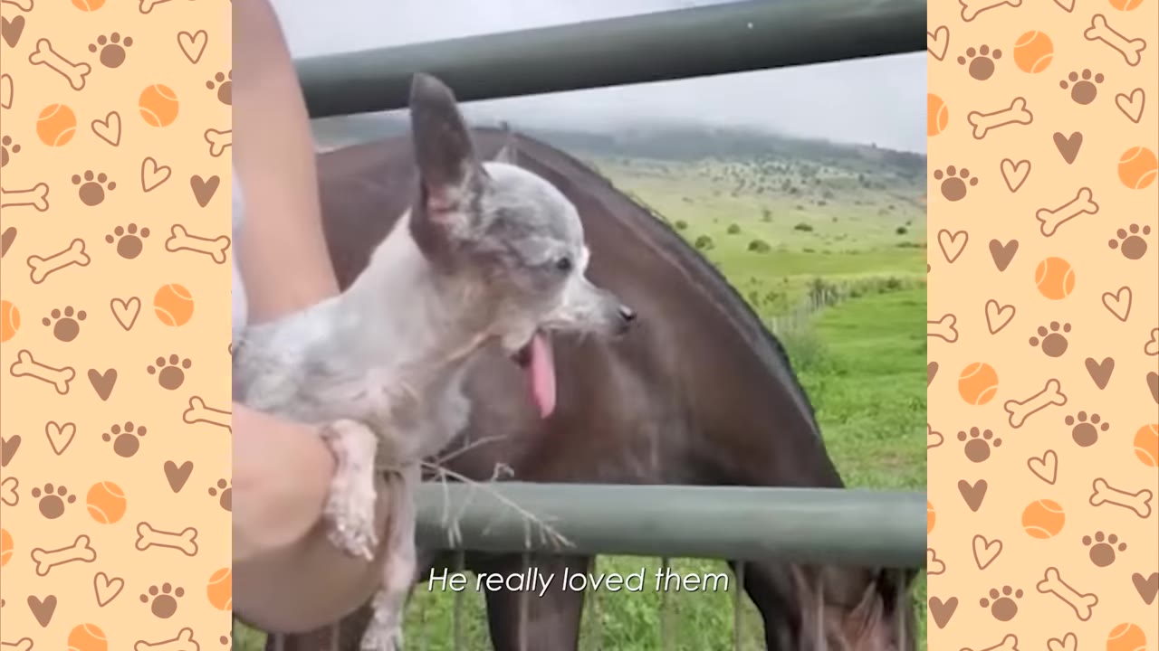 A small grey chihuahua held in a person's arm opens its mouth wide with its tongue out, appearing to sing or howl, next to a brown horse behind a fence.