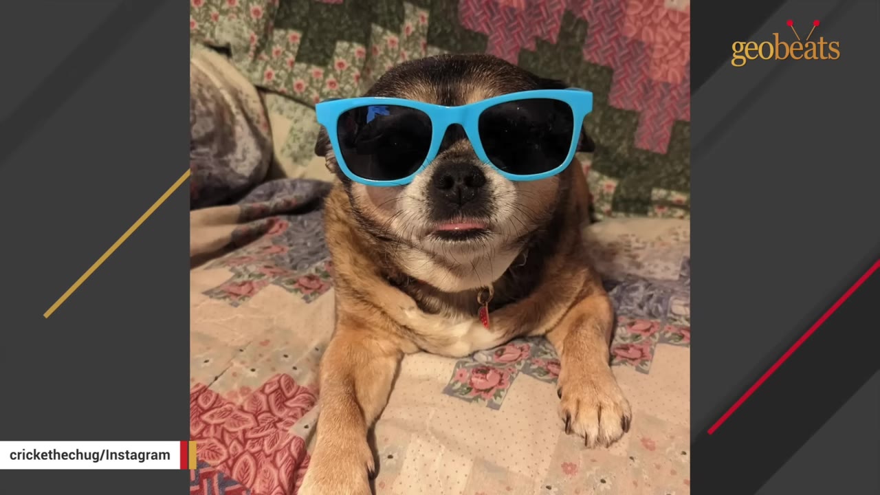 A small brown and black dog wearing bright blue sunglasses lies on a colorful patchwork quilt.