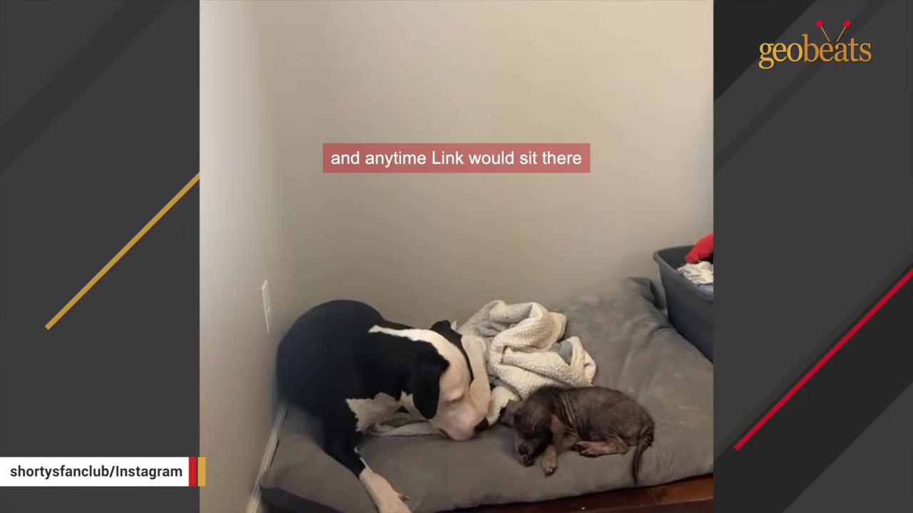 A large black and white dog lies gently on a dog bed next to a small, hairless puppy with a visible skin condition.
