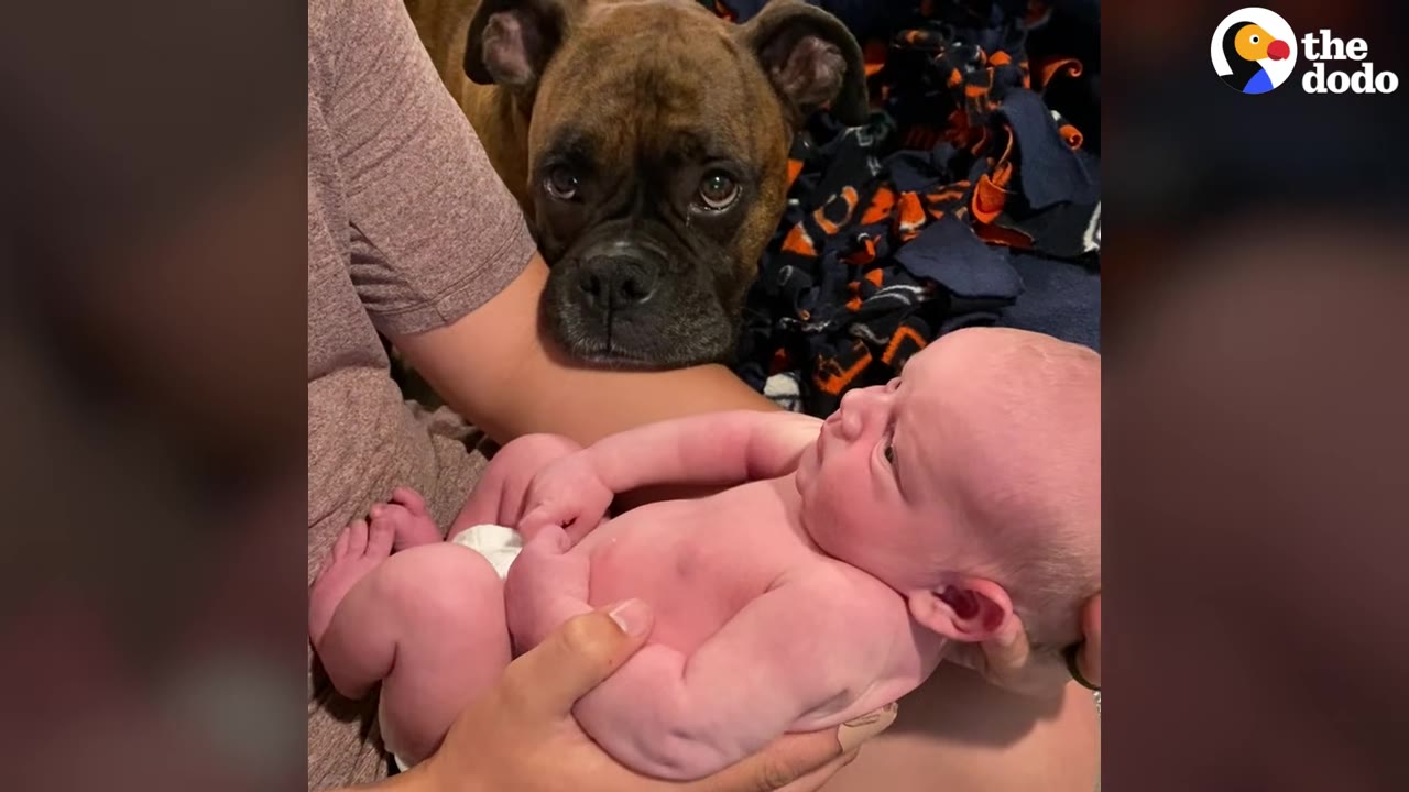 A brindle boxer dog rests its head gently on a person's arm, looking softly at a newborn baby being cradled in the person's lap.