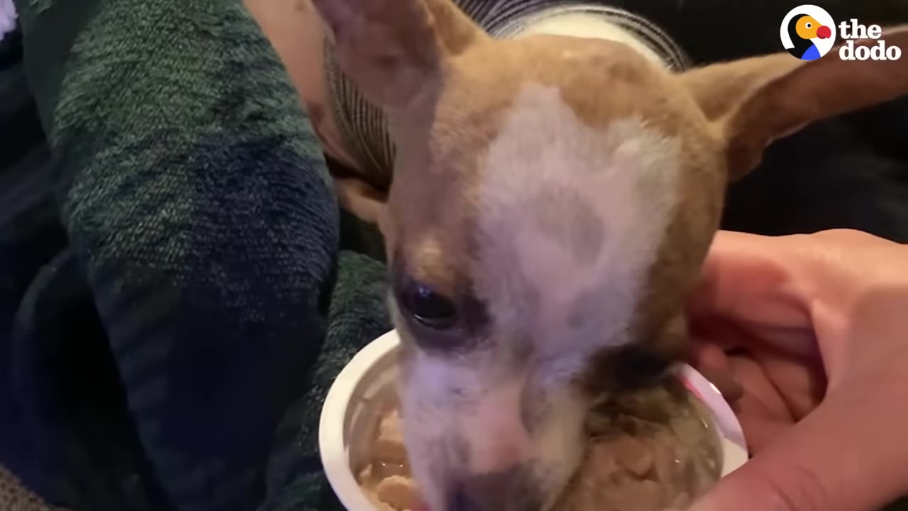 A small brown and white chihuahua-mix puppy eating food from a small white cup held by a person's hand.