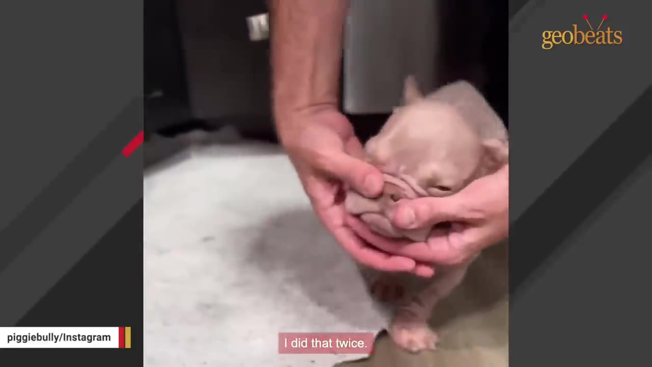 A close-up shot of a person's hands gently cradling the face of a small, light-colored puppy.