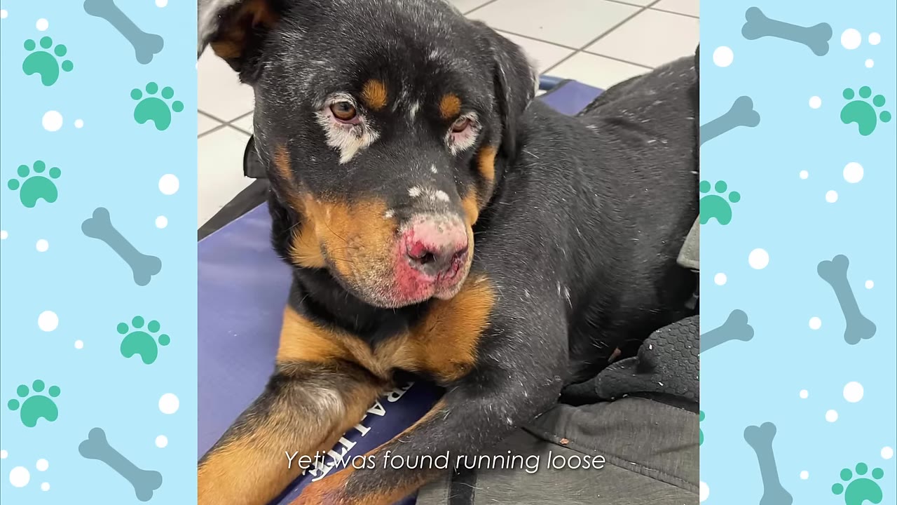 A black and tan dog with skin irritation and hair loss around its eyes and nose lies down, looking sad.