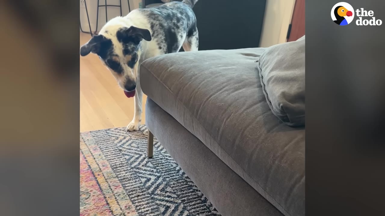 A black and white speckled dog stands on a patterned rug, looking curiously at a grey sofa.