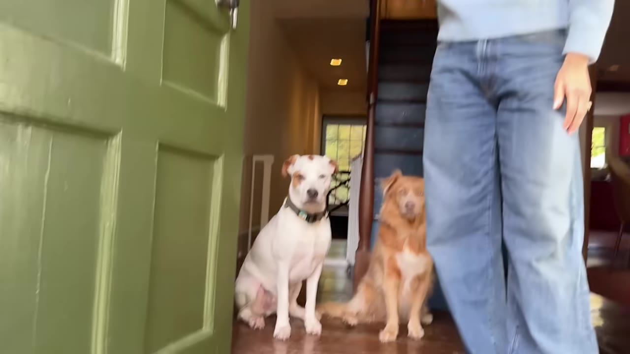 A white dog with brown patches and a brown fluffy dog sit inside an entryway next to a person wearing blue jeans and a light blue sweater.