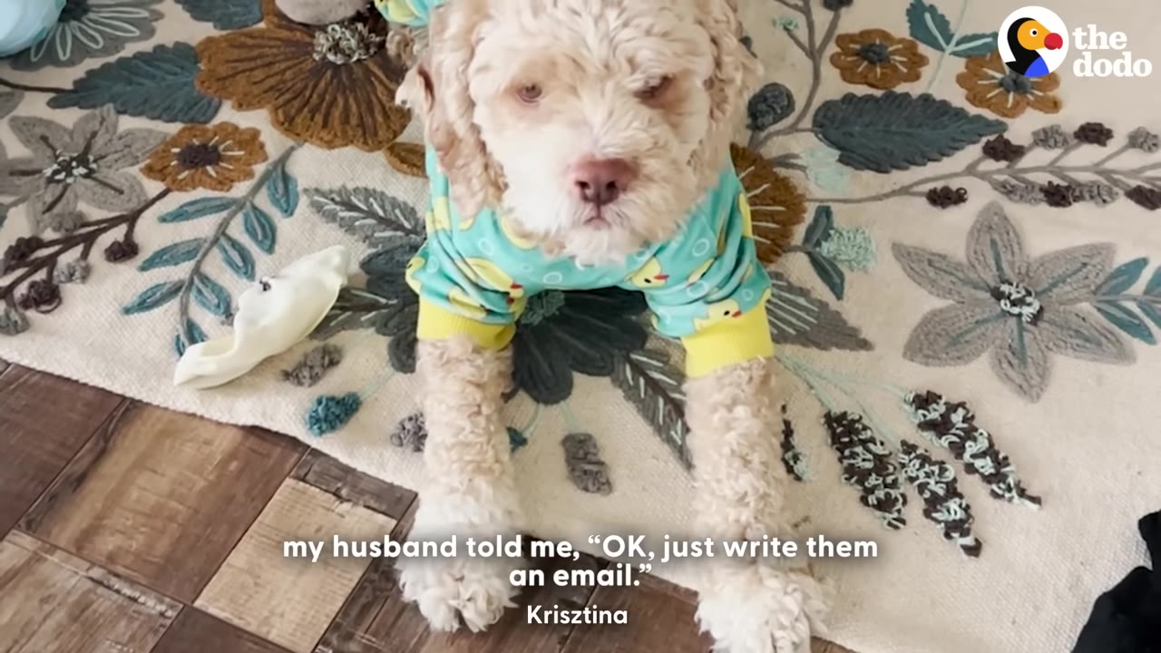 A fluffy light brown dog wearing duck-patterned pajamas lies on a floral rug, looking directly at the camera.