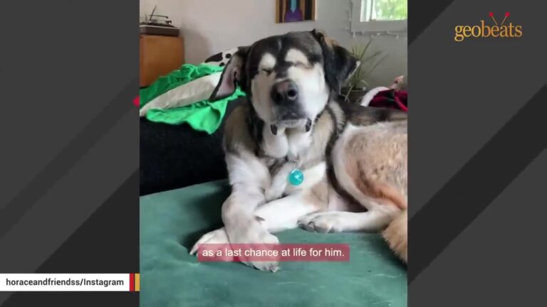Blind Ohio Puppy Was Taken To A Vet At Just Six Months Old After His Owners Said They No Longer Wanted Him