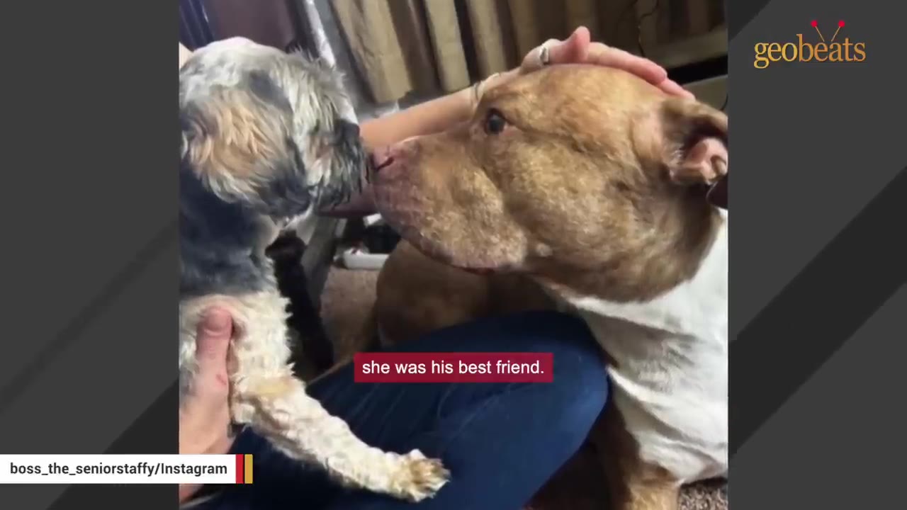A brown and white pit bull gently touches noses with a small, fluffy grey and white dog being held in someone's lap.