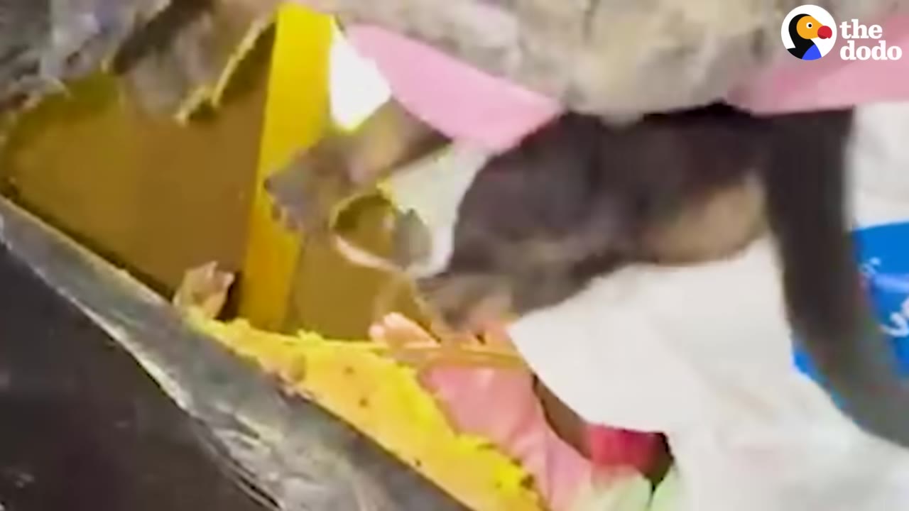 A close-up shot of hands wearing pink gloves reaching into yellow insulation to pull out a small, dark-furred puppy.