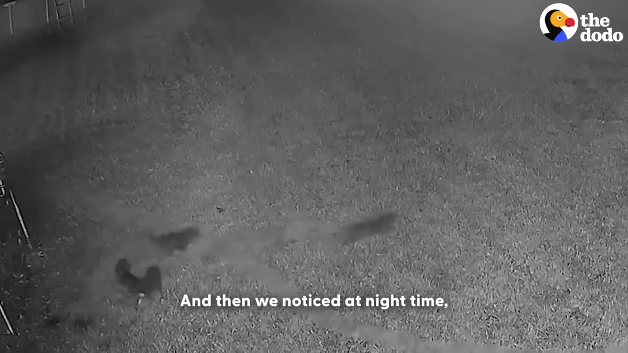 A black-and-white night-vision security camera view of a grassy yard at night, showing small dark shapes of animals moving across the lawn.
