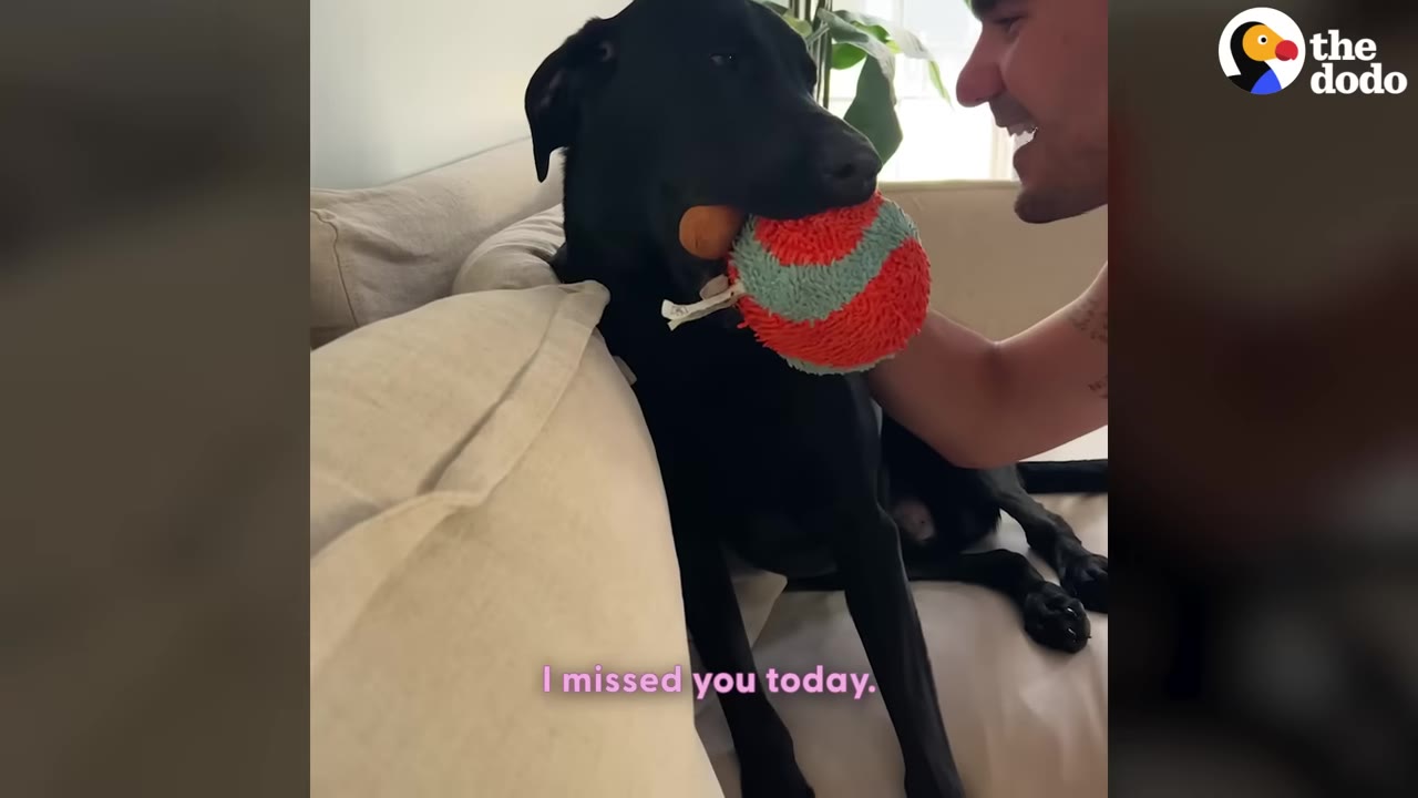 A black dog sitting on a couch holds two toys in its mouth at once, a small orange ball and a larger red and green ball, as a person smiles next to it.