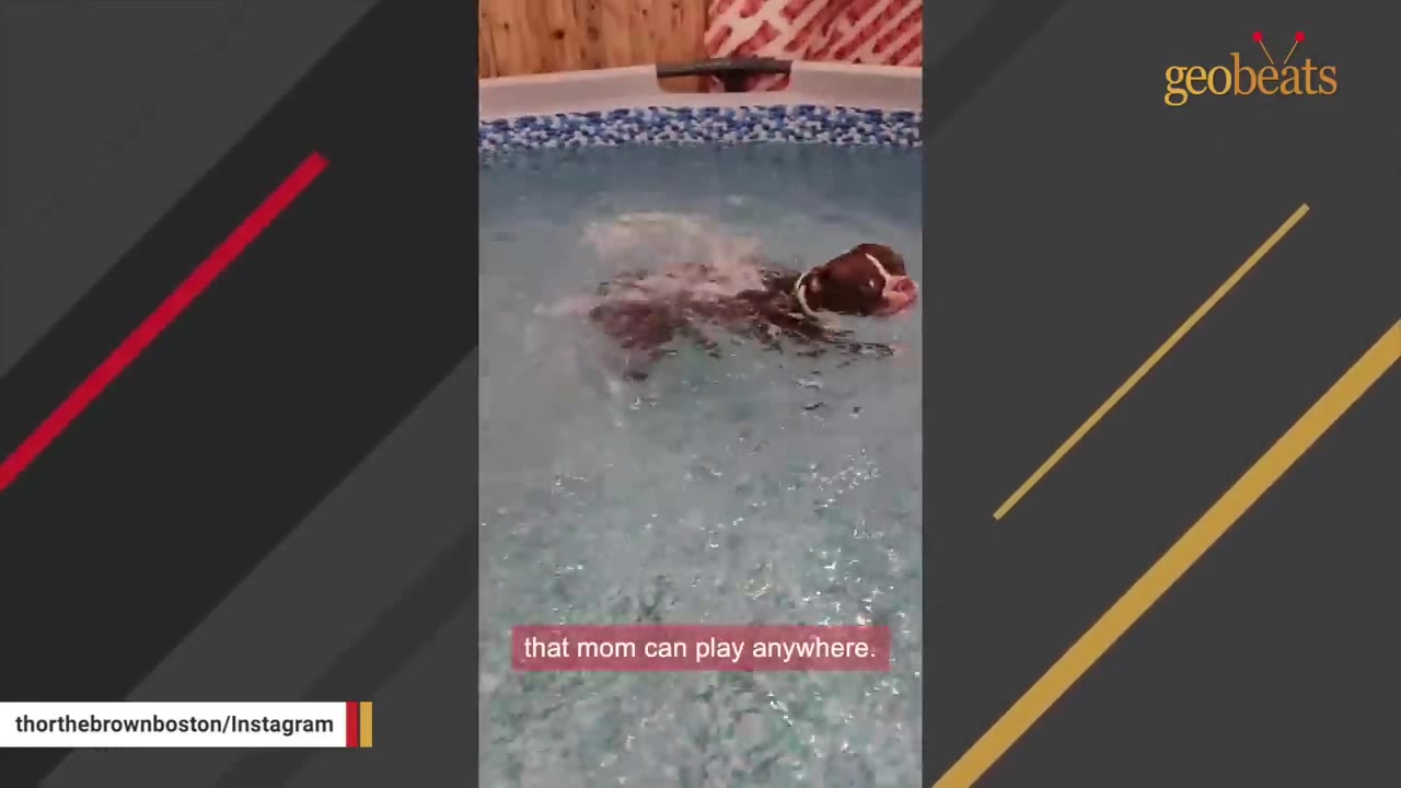 A brown and white Boston Terrier named Thor swims in a small pool.