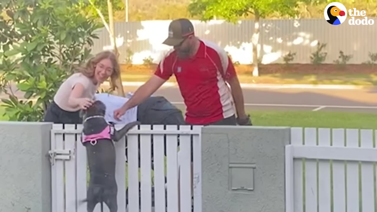 A dark grey dog wearing a pink harness stands on its hind legs to greet a smiling woman and a man in a red shirt over a white fence.