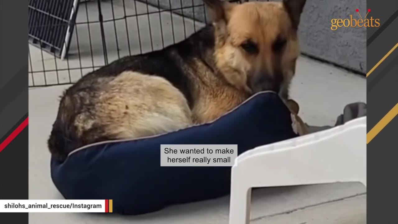 A German Shepherd dog curled up tightly in a blue dog bed, looking down with a sad expression.
