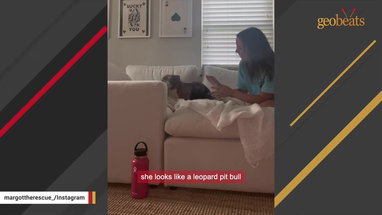 A small dog sits on a white couch next to a woman, showing its small size.