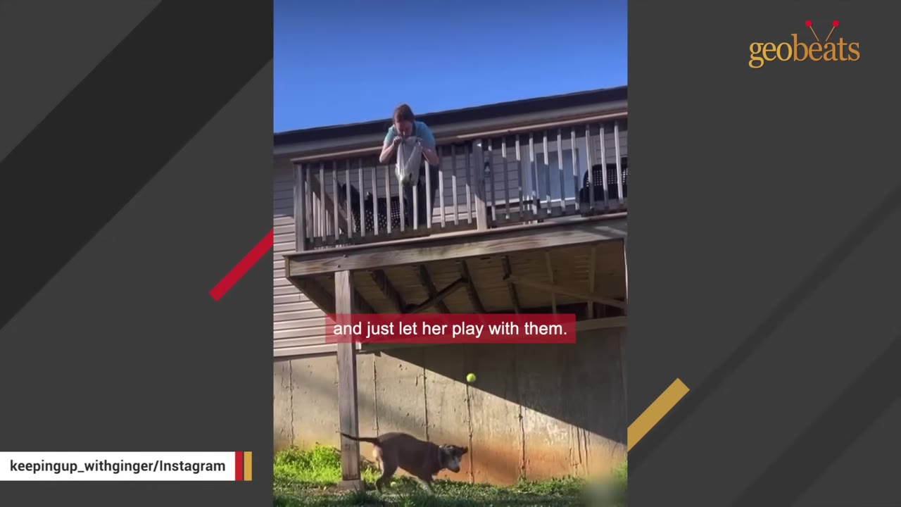 A brown dog looks up at a yellow tennis ball falling from a wooden balcony where a person is standing.